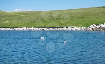 The swans were swimming on the calm lake. Shot in Sayram Lake, Xinjiang, China.