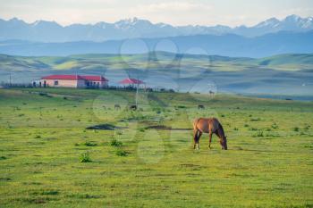 Grassland and Horses in the sun. Shot in Xinjiang, China.