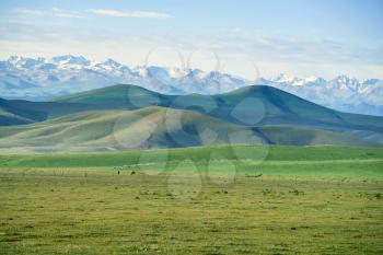 Grasslands and snowy mountains in the sun. Shot in Xinjiang, China.