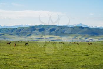 Grassland and Horses in the sun. Shot in Xinjiang, China.