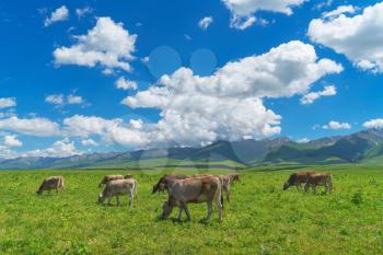 Grassland and bulls under the blue sky. Shot in Xinjiang, China.