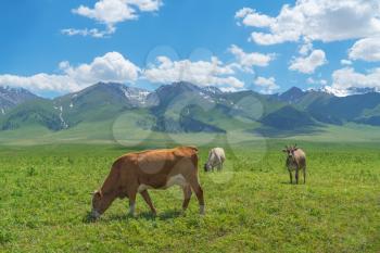 Grassland and bulls under the blue sky. Shot in Xinjiang, China.