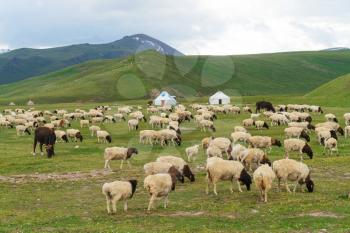 Pictures of sheep in the meadow. Shot in xinjiang, China.