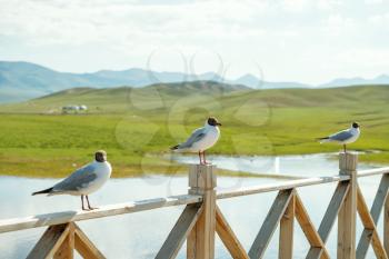 Rivers and birds with vast grassland. Shot in xinjiang, China.