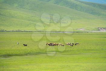 Horses with vast grassland. Shot in xinjiang, China.