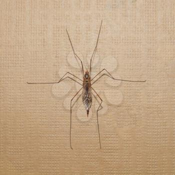 Crane Fly mosquito insect of the family Tipulidae order Diptera aka daddy longlegs
