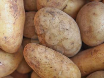 Raw potatoes starchy tuberous vegetables healthy vegetarian food