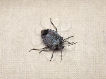 Brown marmorated stink bug (Halyomorpha halys) insect animal