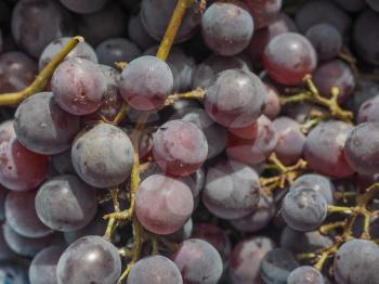 Red grape (Vitis vinifera) fruits, healthy vegetarian food