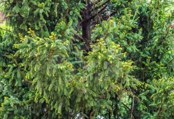 pine (conifer of genus Pinus, family Pinaceae) tree background