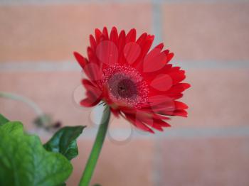 red flower of plant gerbera (Gerbera Hybrida) daisy