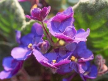 Saintpaulia African Violet house plant flower (plantae angiosperms eudicots asterids lamiales gesneriaceae saintpaulia)