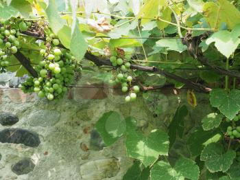 grapevine aka vine plant (scientific name Vitis vinifera)