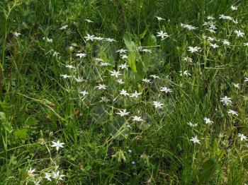 white ornithogalum Umbellatum aka Star of Bethlehem flower bloom