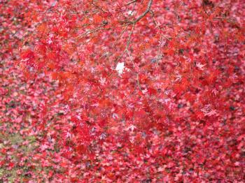 red maple autumn leaves texture useful as a background