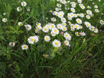 White Daisy (Bellis Perennis) aka Common daisy or Lawn daisy or English daisy flower