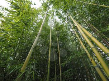 Perspective view of green Bamboo (Bambuseae) trees useful as a background