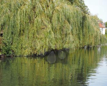 Weeping Willow on the banks of River Cam in Cambridge, UK