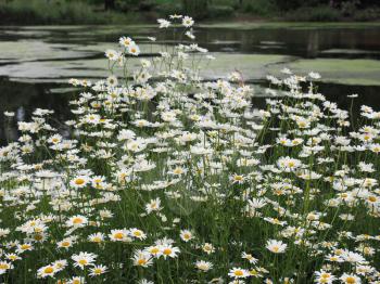 white daisy (Bellis Perennis) aka Common daisy or Lawn daisy or English daisy flower bloom