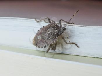 Brown marmorated stink bug (Halyomorpha halys) insect animal