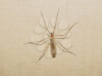 A gnat insect on a wall indoor