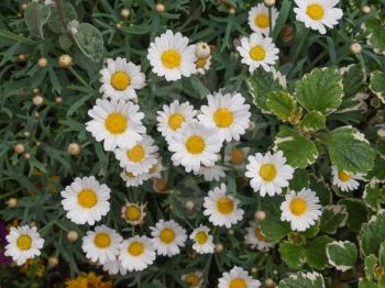 Bellis Perennis flowers aka Common Daisy or Lawn daisy or English daisy