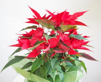 Red Christmas star Poinsettia Euphorbia pulcherrima flower