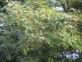maple acer (Acer Rubrum) aka swamp maple, water maple or soft maple tree
