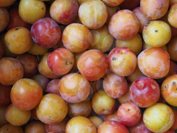 plum prune (Prunus domestica) aka European plum fruit vegetarian food useful as a background