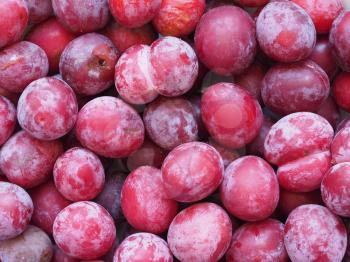 plum prune (Prunus domestica) aka European plum fruit vegetarian food