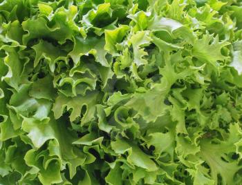 curly endive (aka frisee) green salad leaves useful as a background