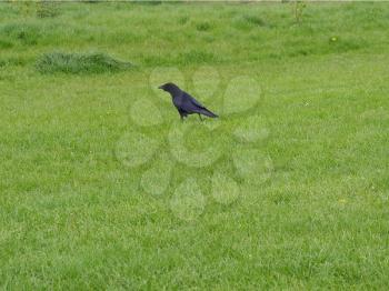 A black crow raven bird (genus Corvus, family Corvidae)