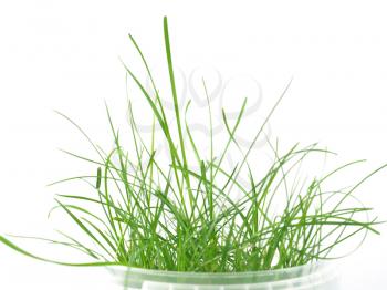 Green grass meadow isolated over white background