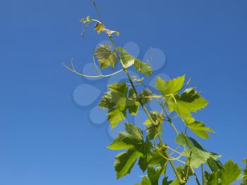 Grapevine (plantae magnoliophyta magnoliopsida rosidae vitales vitaceae vitis)