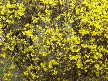 Bright yellow flowers of the Forsythia tree - useful as a background