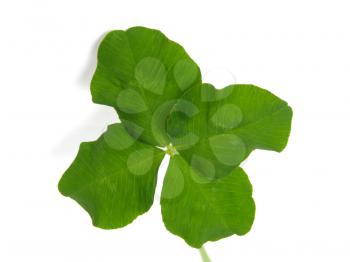 Four leaf clover shamrock, symbol of Ireland and luck
