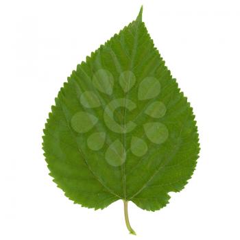 white mulberry tree (scientific name Morus alba) leaf isolated over white background