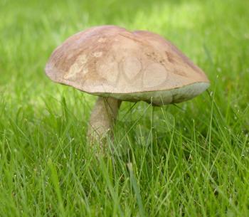A picture of Mushroom in a meadow