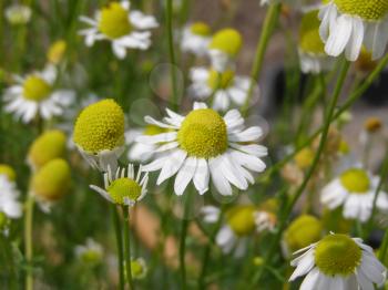 Detail of chamomile flowers in a meadow