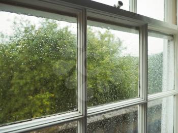 Wet window pane with rain water droplets and greenery background