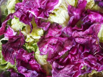 red and green cabbage (Brassica oleracea) vegetables vegetarian and vegan food