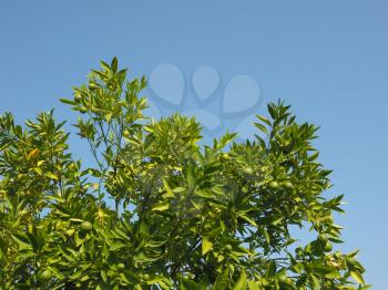 lime (Citrus x latifolia) aka Persian lime or Shiraz or Tahiti or Bearss tree