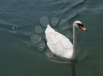 White Swan aka Cygnus bird animal swimming in a lake