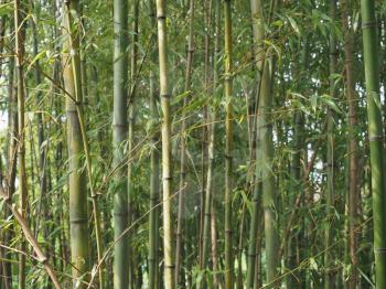 bamboo tree (scientific classification Bambusoideae) useful as a background