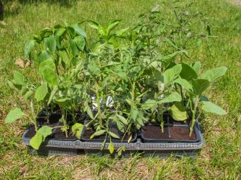 Plug plants small seedlings grown in trays