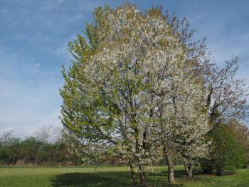 cherry tree aka Prunus tree over blue sky