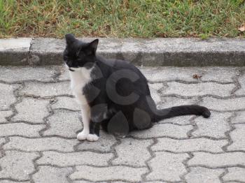 black and white domestic cat domesticated housecat aka Felis catus or Felis silvestris mammal animal