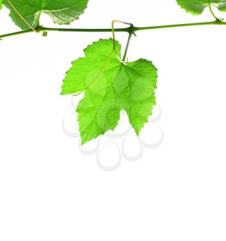 Green vine vitis grapevine leaves with copy space over white background