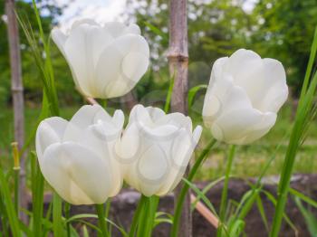 White Tulips flowers in a garden with grass and trees in the background