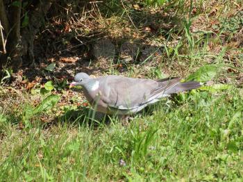 common wood pigeon (Columba palumbus) bird animal in the grass